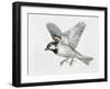 Close-Up of a Sparrow Flying (Passerus Domesticus)-null-Framed Giclee Print