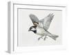 Close-Up of a Sparrow Flying (Passerus Domesticus)-null-Framed Giclee Print