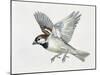 Close-Up of a Sparrow Flying (Passerus Domesticus)-null-Mounted Giclee Print