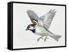 Close-Up of a Sparrow Flying (Passerus Domesticus)-null-Framed Stretched Canvas