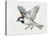 Close-Up of a Sparrow Flying (Passerus Domesticus)-null-Stretched Canvas