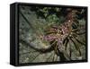 Close-Up of a Spiny Lobster, Caribbean Sea, Central America-Gavin Hellier-Framed Stretched Canvas