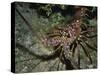 Close-Up of a Spiny Lobster, Caribbean Sea, Central America-Gavin Hellier-Stretched Canvas