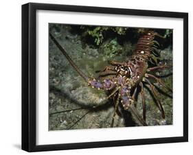 Close-Up of a Spiny Lobster, Caribbean Sea, Central America-Gavin Hellier-Framed Photographic Print