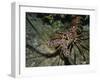 Close-Up of a Spiny Lobster, Caribbean Sea, Central America-Gavin Hellier-Framed Photographic Print