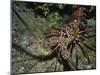 Close-Up of a Spiny Lobster, Caribbean Sea, Central America-Gavin Hellier-Mounted Photographic Print