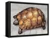Close-Up of a Spur-Thighed Tortoise (Testudo Graeca)-null-Framed Stretched Canvas