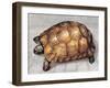 Close-Up of a Spur-Thighed Tortoise (Testudo Graeca)-null-Framed Giclee Print