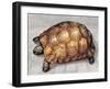 Close-Up of a Spur-Thighed Tortoise (Testudo Graeca)-null-Framed Giclee Print