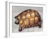 Close-Up of a Spur-Thighed Tortoise (Testudo Graeca)-null-Framed Giclee Print