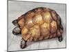 Close-Up of a Spur-Thighed Tortoise (Testudo Graeca)-null-Mounted Giclee Print