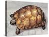 Close-Up of a Spur-Thighed Tortoise (Testudo Graeca)-null-Stretched Canvas