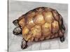 Close-Up of a Spur-Thighed Tortoise (Testudo Graeca)-null-Stretched Canvas