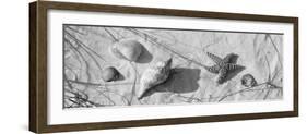 Close-Up of a Starfish and Seashells on the Beach, Dauphin Island, Alabama, USA-null-Framed Photographic Print