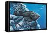 Close-Up of a Stonefish and a Starfish on Rocks Underwater-null-Framed Stretched Canvas