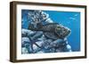 Close-Up of a Stonefish and a Starfish on Rocks Underwater-null-Framed Giclee Print