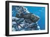 Close-Up of a Stonefish and a Starfish on Rocks Underwater-null-Framed Giclee Print
