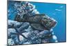 Close-Up of a Stonefish and a Starfish on Rocks Underwater-null-Mounted Giclee Print