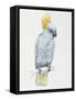 Close-Up of a Sulfur Crested Cockatoo (Cacatua Galerita)-null-Framed Stretched Canvas