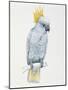 Close-Up of a Sulfur Crested Cockatoo (Cacatua Galerita)-null-Mounted Giclee Print