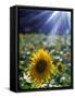 Close-up of a Sunflower (Helianthus Annuus)-null-Framed Stretched Canvas