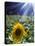 Close-up of a Sunflower (Helianthus Annuus)-null-Stretched Canvas