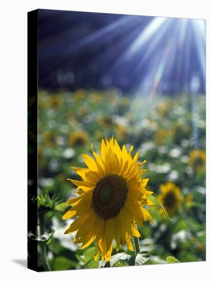 Close-up of a Sunflower (Helianthus Annuus)-null-Stretched Canvas