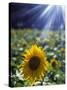 Close-up of a Sunflower (Helianthus Annuus)-null-Stretched Canvas
