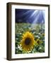 Close-up of a Sunflower (Helianthus Annuus)-null-Framed Photographic Print