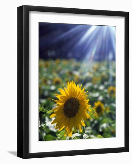 Close-up of a Sunflower (Helianthus Annuus)-null-Framed Photographic Print