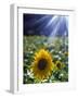 Close-up of a Sunflower (Helianthus Annuus)-null-Framed Photographic Print