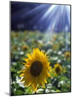 Close-up of a Sunflower (Helianthus Annuus)-null-Mounted Photographic Print