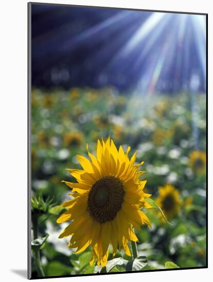 Close-up of a Sunflower (Helianthus Annuus)-null-Mounted Photographic Print