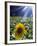 Close-up of a Sunflower (Helianthus Annuus)-null-Framed Photographic Print