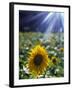 Close-up of a Sunflower (Helianthus Annuus)-null-Framed Photographic Print