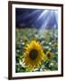 Close-up of a Sunflower (Helianthus Annuus)-null-Framed Photographic Print