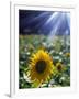 Close-up of a Sunflower (Helianthus Annuus)-null-Framed Photographic Print