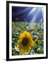 Close-up of a Sunflower (Helianthus Annuus)-null-Framed Photographic Print