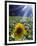 Close-up of a Sunflower (Helianthus Annuus)-null-Framed Photographic Print