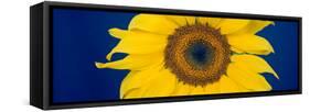 Close-Up of a Sunflower (Helianthus Annuus-null-Framed Stretched Canvas