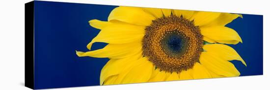 Close-Up of a Sunflower (Helianthus Annuus-null-Stretched Canvas