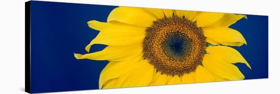 Close-Up of a Sunflower (Helianthus Annuus-null-Stretched Canvas