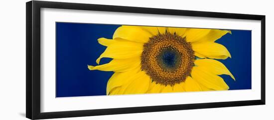Close-Up of a Sunflower (Helianthus Annuus-null-Framed Photographic Print