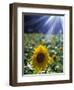 Close-up of a Sunflower (Helianthus Annuus)-null-Framed Photographic Print