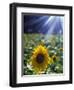 Close-up of a Sunflower (Helianthus Annuus)-null-Framed Photographic Print