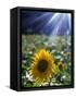 Close-up of a Sunflower (Helianthus Annuus)-null-Framed Stretched Canvas