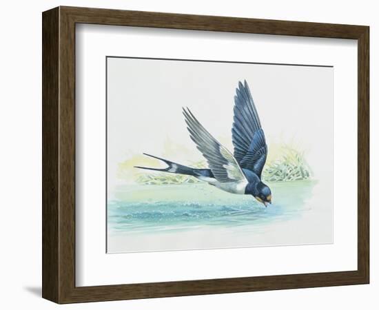 Close-Up of a Swallow Drinking Water (Hirundo Rustica)-null-Framed Giclee Print