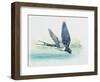 Close-Up of a Swallow Drinking Water (Hirundo Rustica)-null-Framed Giclee Print