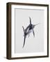 Close-Up of a Swordfish (Xiphias Gladius)-null-Framed Giclee Print