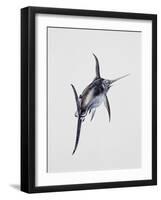 Close-Up of a Swordfish (Xiphias Gladius)-null-Framed Giclee Print